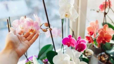 دراسة تكتشف نبات يساهم في علاج السرطان