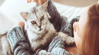 هل تشم القطط رائحة الحمل؟