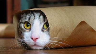 قطة مفقودة منذ 4 سنوات تعود لصاحبتها.. تعرف على السر