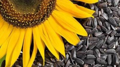 إليكِ فوائد لا تحصى لبذور دوار الشمس