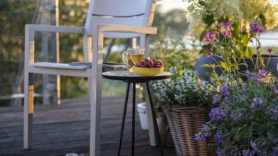 نباتات صيفية للزراعة في حديقة وفناء منزلك